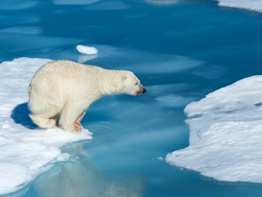 Male Polar Bear (Ursus maritimus) with blood on his nose and leg strating to jump over ice floes and blue water,