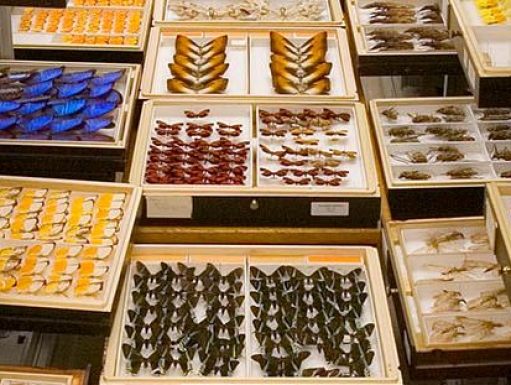 butterfly collections