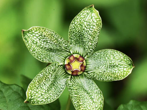 green and white flower with variagated petals