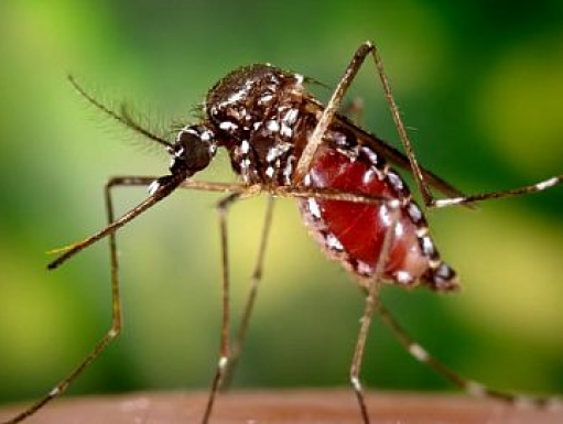 Close up image of a brown mosquito.