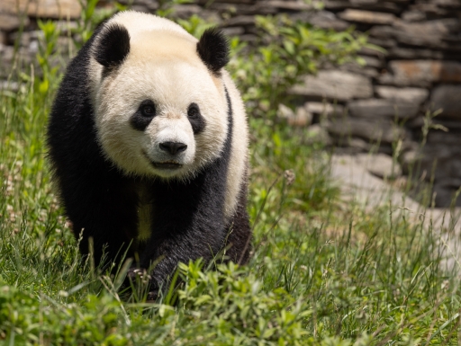 A Giant Panda walking in grass.