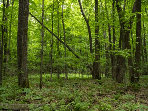 Lush green forest with many trees. 