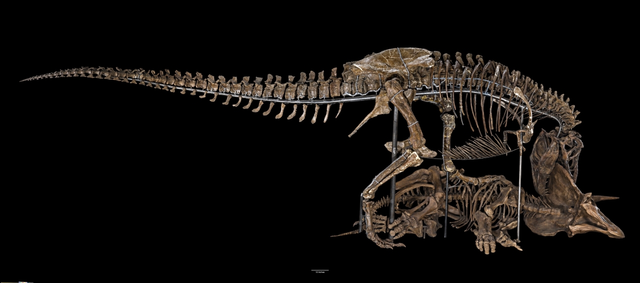 A Tyrannosaurus rex skeleton poses as it attacks a Triceratops.