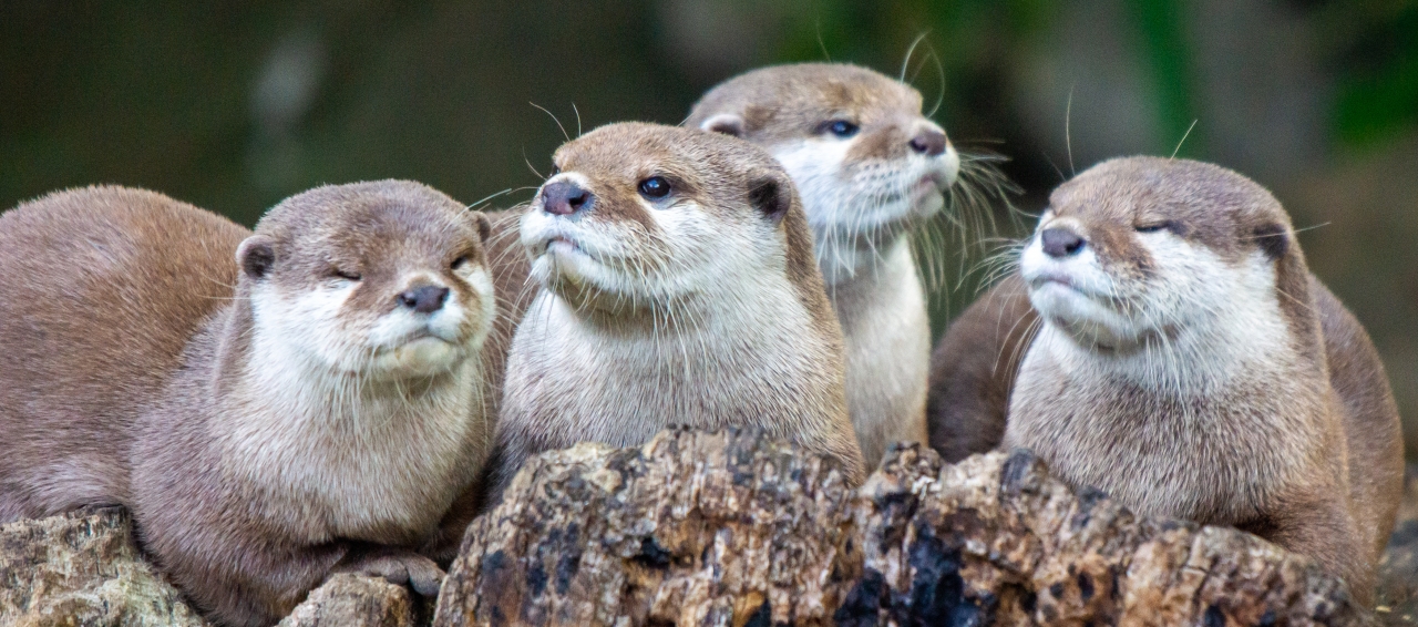 otters on a log