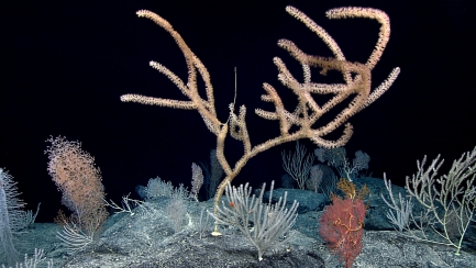 Groupings of sea floor corals, in various shapes, sizes, and textures.