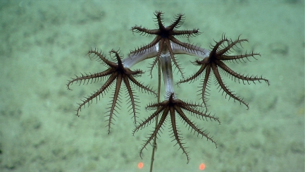 Four small corals with dark centers and long spokes float against light colored ocean floor.