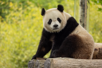 Giant panda Bao Li in China