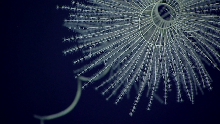 A hollow circle coral with long, thin pieces coming out from it in a spoke.