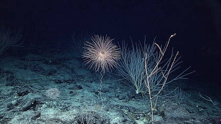 A diversity of golden corals and bamboo corals on the ocean floor.