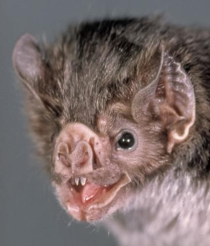 close-up of vampire bat