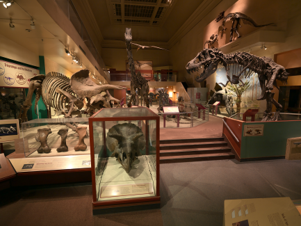 Dinosaur and Fossil hall