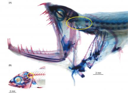 xray image of fish