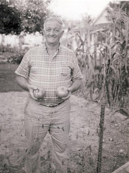 Gardener with tomatoes