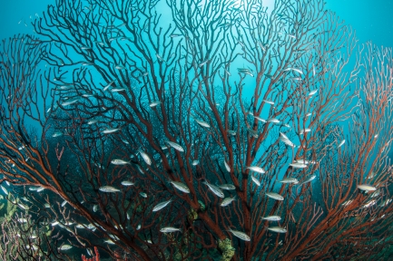 A large red coral, spread out in fan shape, with small silvery fish swimming around it.