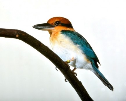 Adult Guam kingfisher