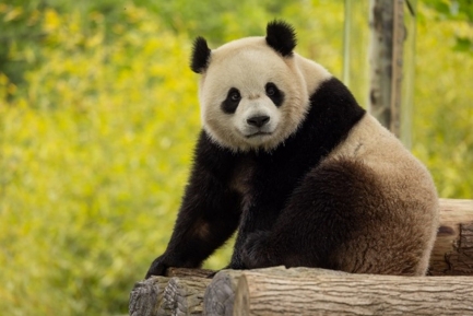 Black and white fluffy panda bear sits on fake wooden logs.