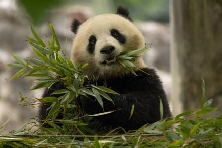 Black and white fluffy bear eats a skinny twig with long green leaves.