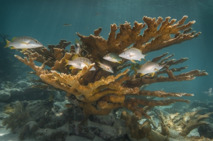 Underwater image of a large piece of orange coral and a few white, small fish swimming around it.