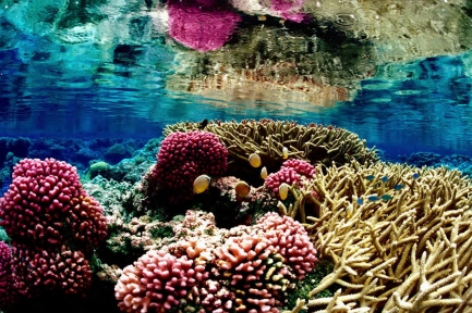 Photo of colorful, underwater plants of various textures with small fish swimming among them.