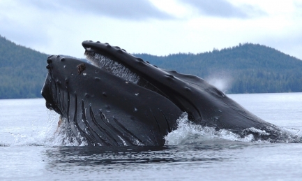 Photo of a large, dark gray whale just breaking the surface of water with a tree-covered mountain in background.