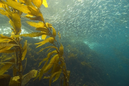 Underwater image of a school of small fish swimming among a plant with thin stems and long greenish leaves.