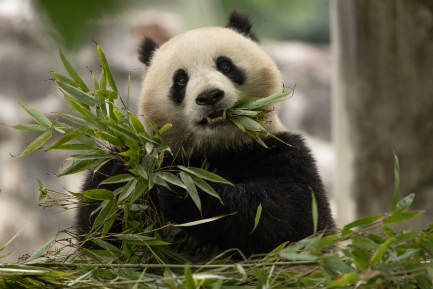 Black and white giant panda eating a large green leaf.