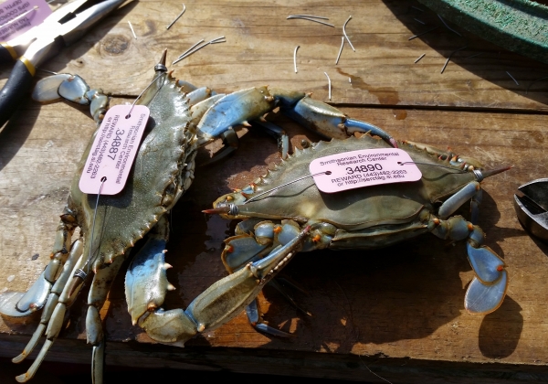 Maryland's Crabbing Season Is Now Open! - The BayNet