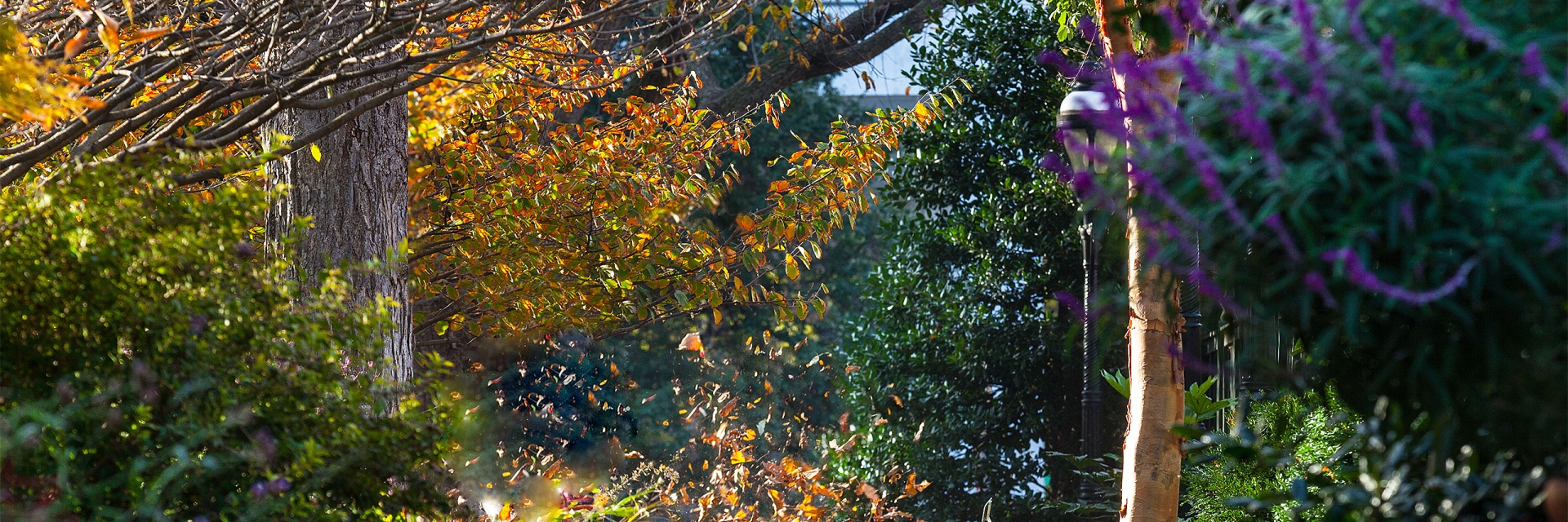 Fall trees and bushes in the Smithsonian gardens.