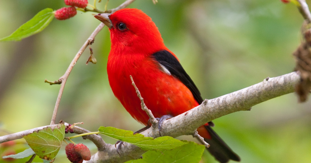 A Cup Of Joe That S Also Good For The Birds Smithsonian Institution