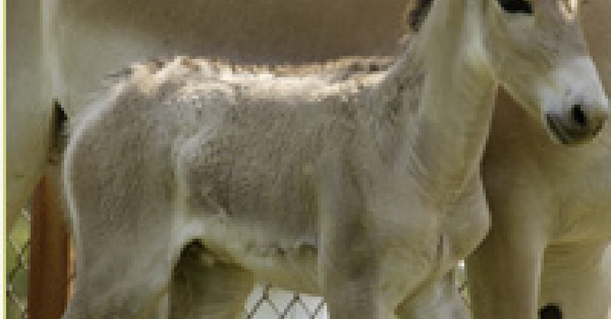 Rare Persian Onagers Born at “The Wilds” with Help of Smithsonian ...