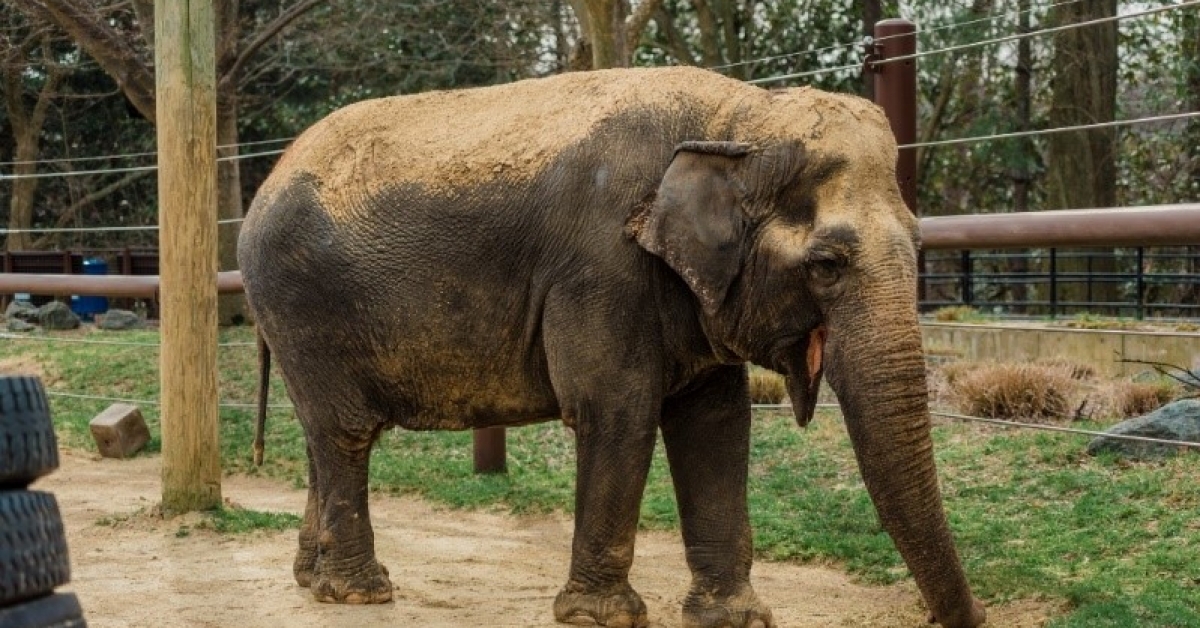 Elderly Asian Elephant Ambika Dies At Smithsonian’s National Zoo ...