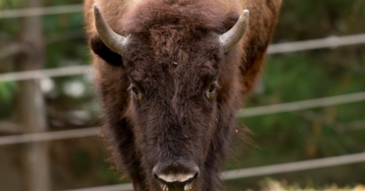 Bison Dies At Smithsonian’s National Zoo | Smithsonian Institution