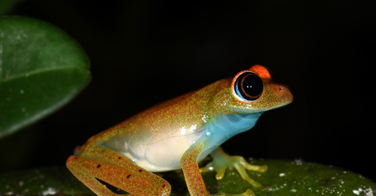 Dermal Disruption Amphibian Skin Bacteria Is More Diverse In Cold And