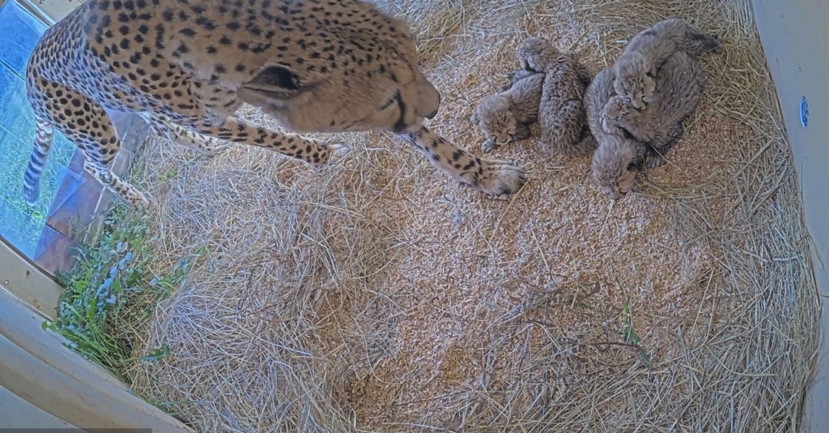 Litter of Five Cheetah Cubs Are Born at Front Royal Campus, Smithsonian ...