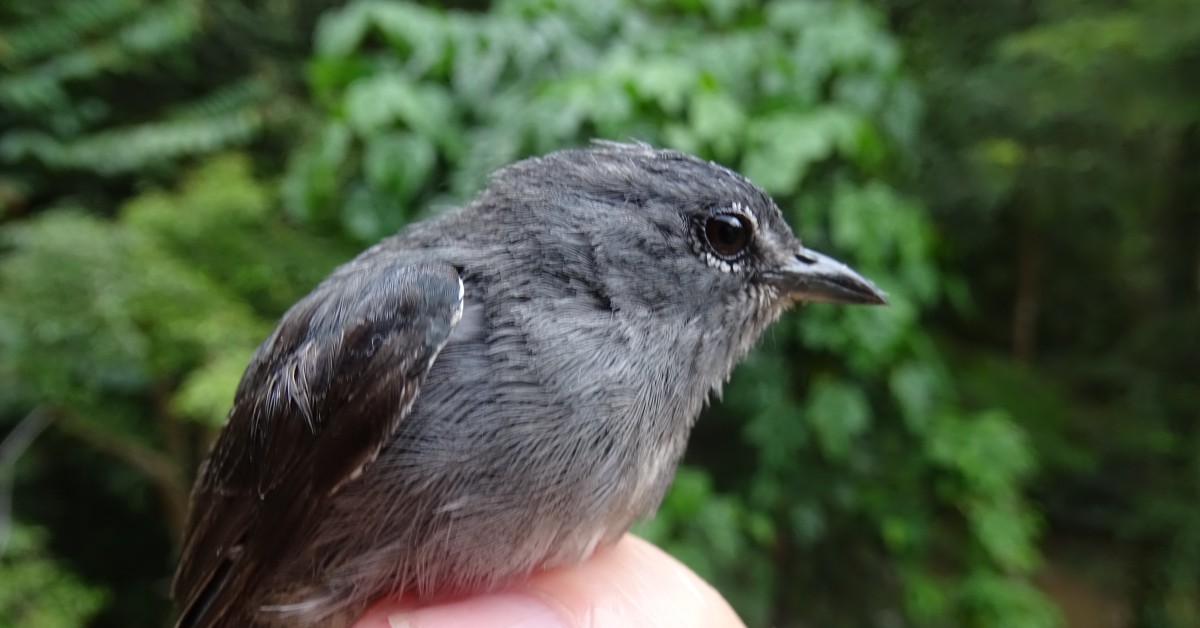 We analysed citizen science to find Australia's top 10 most elusive birds