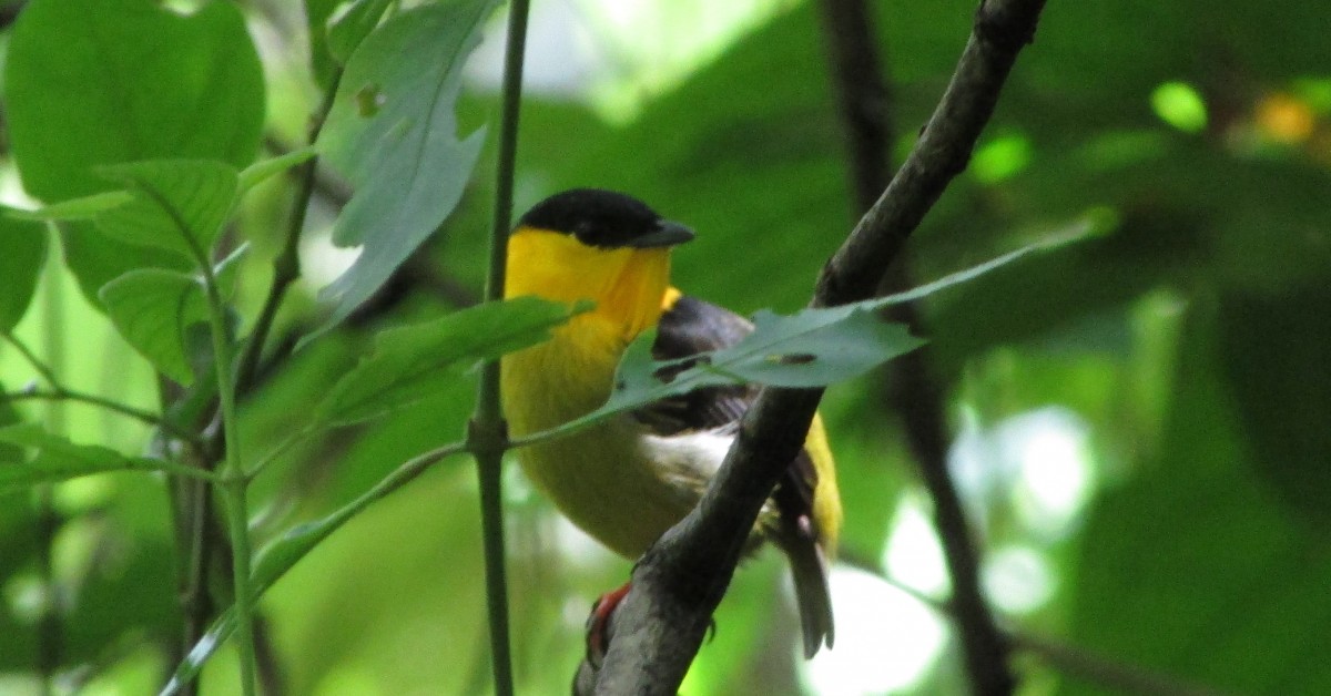 Cleanliness Is Next to Sexiness for Golden-collared Manakins in Panama ...