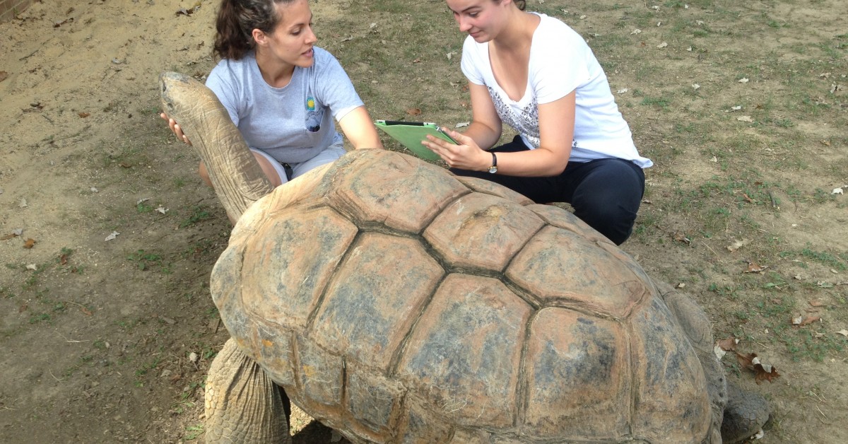 Buy clearance desert tortoise