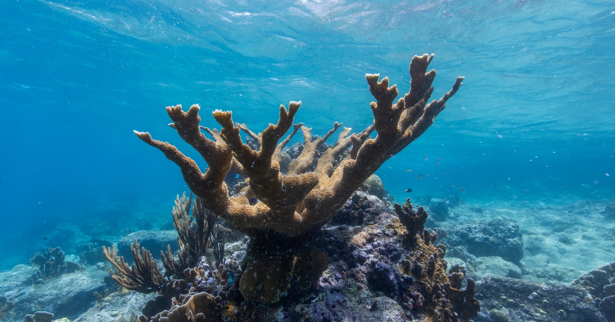 Smithsonian Insider – coral specimen from Guam, Smithsonian