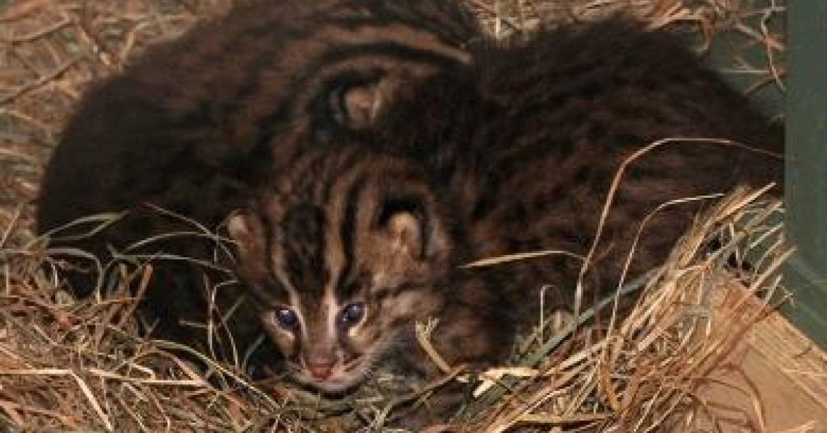 Fishing Cats Really Do Get Wet! - ZooBorns