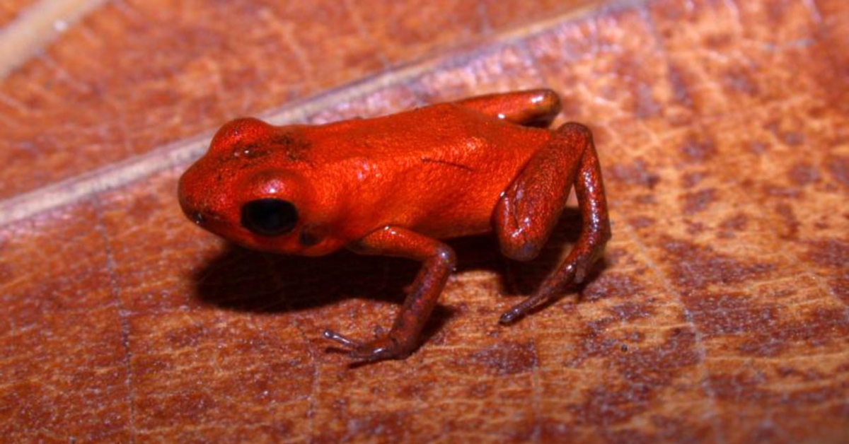 Scientists Discover New Poison Dart Frog Species In Donoso Panama Smithsonian Institution