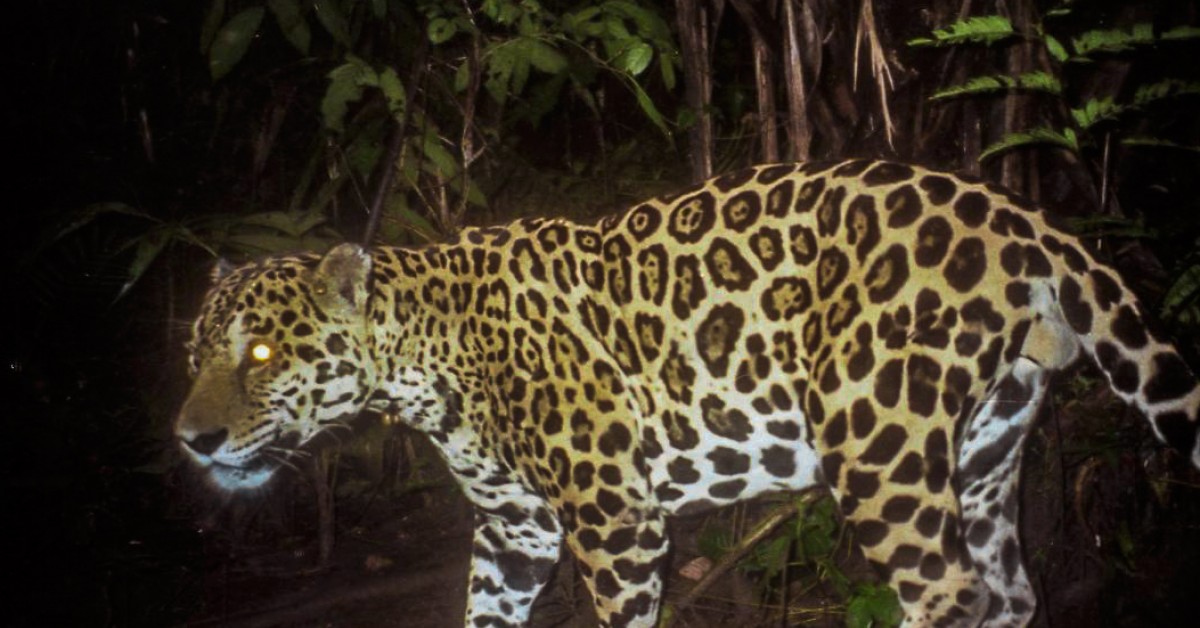 How the Jaguar, King of the Forest, Might Save Its Ecosystem