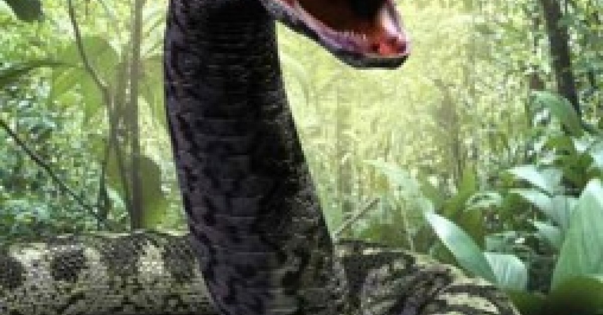 biggest anaconda ever