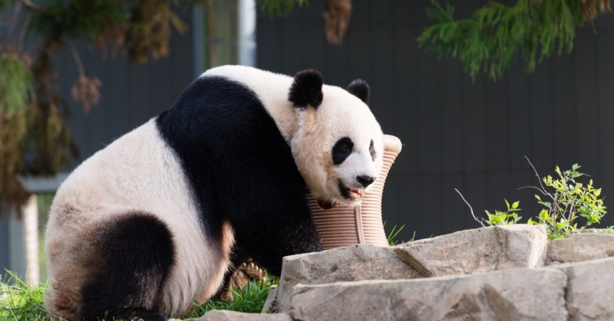 Smithsonian’s National Zoo Scientists Artificially Inseminate Giant