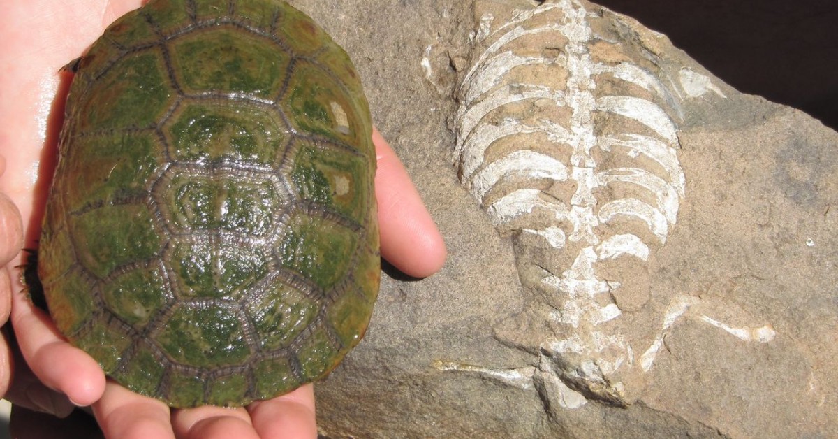 Slider Turtle Shell