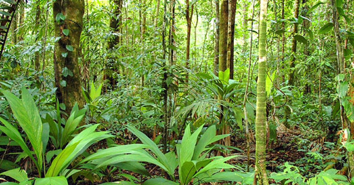 Smithsonian Scientists Find That Rainforests Can Take the Heat ...