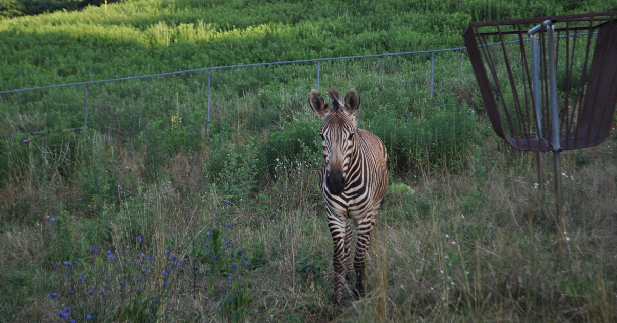 Rare Zebra Species Arrives at Smithsonian Conservation Biology